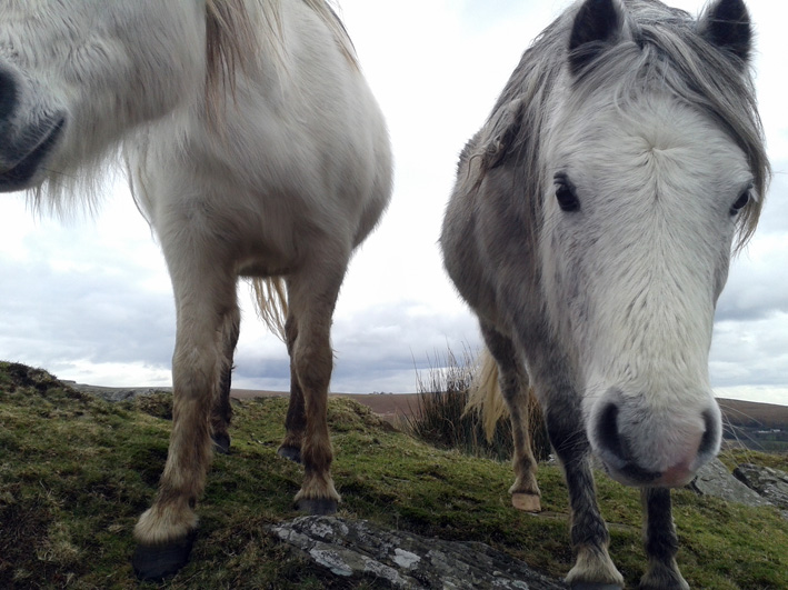 They like my drawing? No, they're after my apples