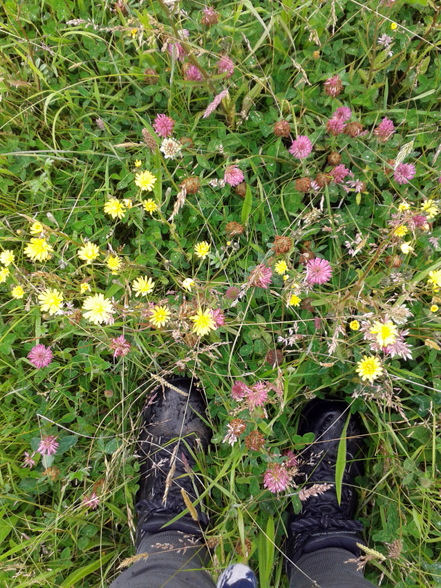 penlan uchaf flowers
