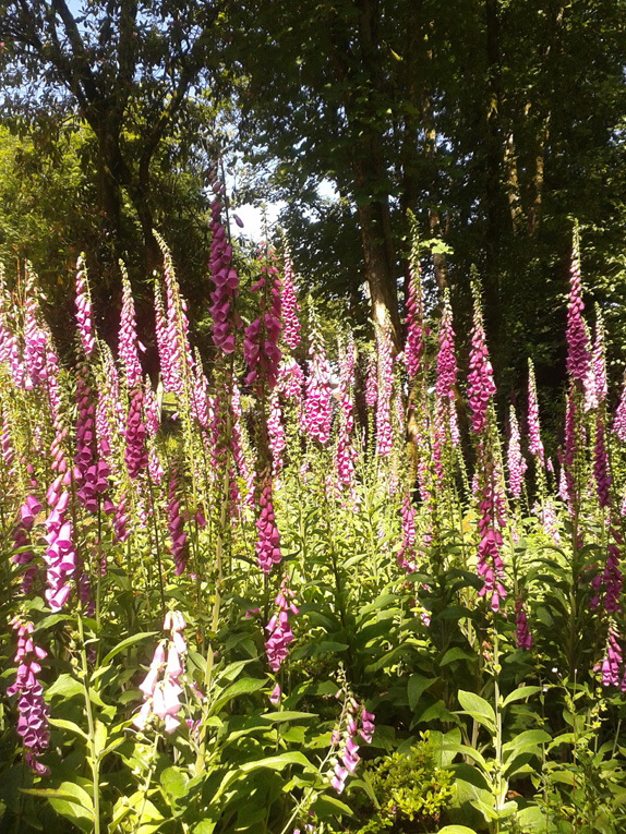 foxgloves
