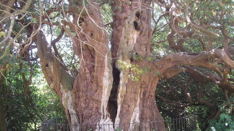 yew tree