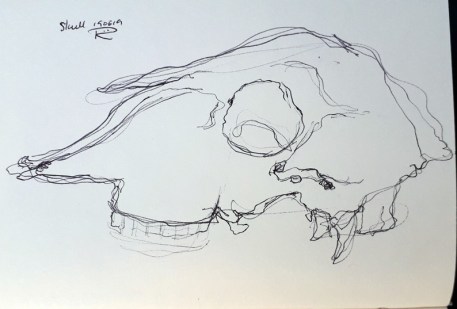 Sheep skull 1