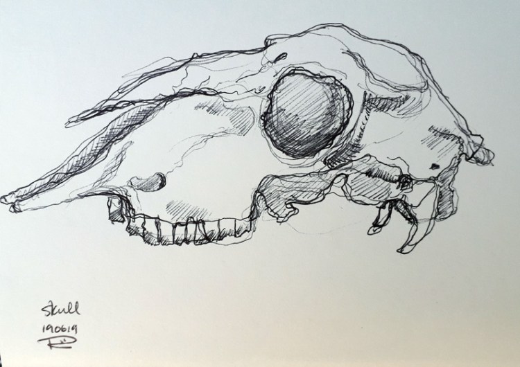 sheep skull 2